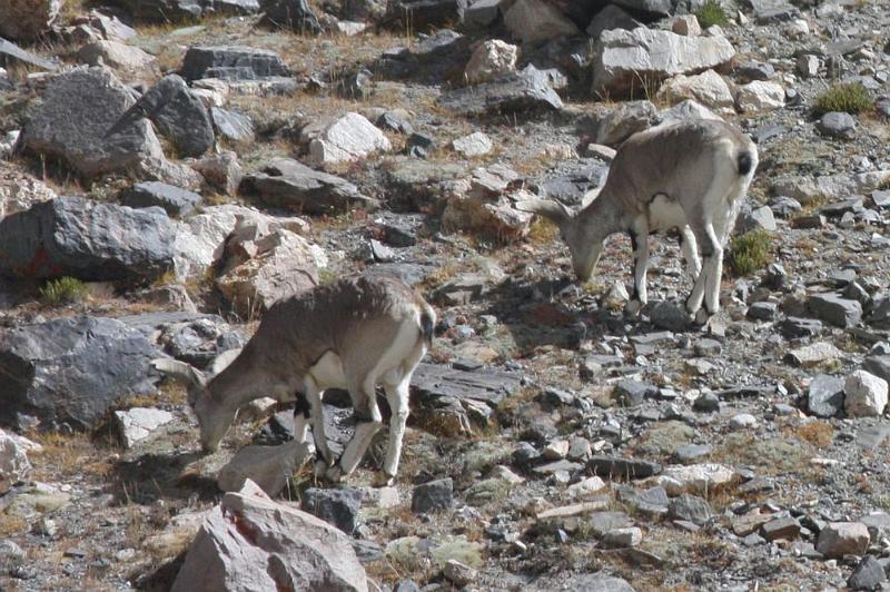 175 A couple of mountain goats along the way.jpg